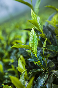 位于斯里兰卡的新绿茶园花园叶子爬坡种植园树叶农场旅行植物农业风景图片