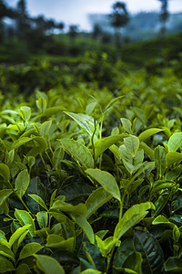 绿茶种植田场地阳台农村风景旅行农田爬坡植物农场种植园图片