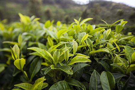 美丽新绿色茶叶种植园花园热带叶子农场阳台农田植物场地环境农村图片