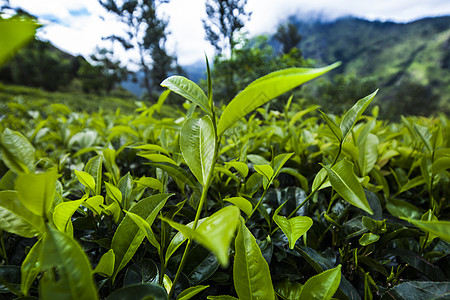 位于斯里兰卡的新绿茶园农业叶子农场种植园植物花园旅行爬坡树叶栽培图片