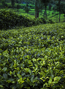 位于斯里兰卡的新绿茶园场地风景季节爬坡花园栽培农村种植园植物阳台图片