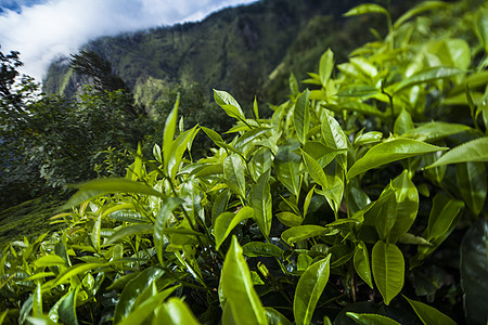 斯里兰卡 亚洲 美丽的新鲜绿色茶叶种植园风景热带爬坡树叶花园农业阳台环境农田季节图片