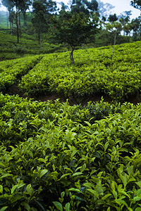 亚洲 斯里兰卡 美丽的新鲜绿色茶叶种植园农田风景爬坡植物旅行树叶农业农村阳台栽培图片