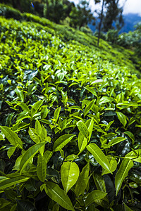 茶海位于斯里兰卡的新绿茶园农场树叶农田叶子农村植物爬坡热带季节环境背景