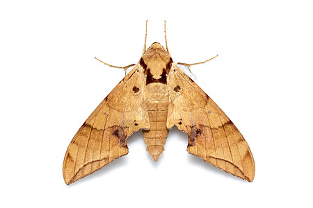 棕色飞蛾在白色背景中被孤立的图像翅膀漏洞野生动物人面触角蝴蝶蛇头动物脊椎动物昆虫学图片