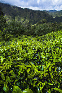 斯里兰卡 亚洲 美丽的新鲜绿色茶叶种植园爬坡植物农村环境叶子风景农业热带栽培场地图片