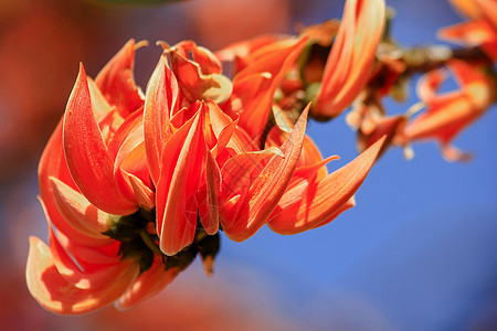 花朵是红橘色的 我火焰节日森林橙子太阳天空墙纸摄影曲线热带图片