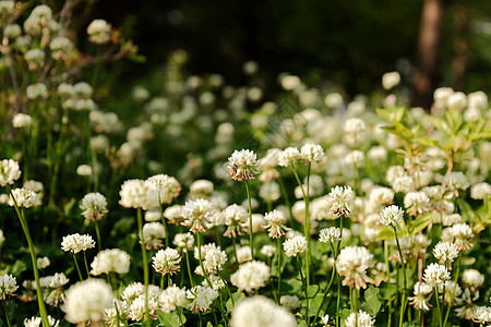 模糊背景的美丽白色花朵 鲜白荒野野花生长阳光植物群植物学植物季节花园花瓣图片