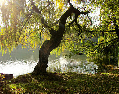 湖水中树木的秋季树叶反射阳光黄色叶子季节天空木头环境公园植物自然图片