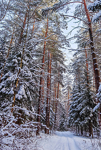 阳光明媚的寒冬森林下雪 蓝天背景下的白雪覆盖的松树和小松树环境木头天空树枝公园植物群太阳自然雪树树木图片