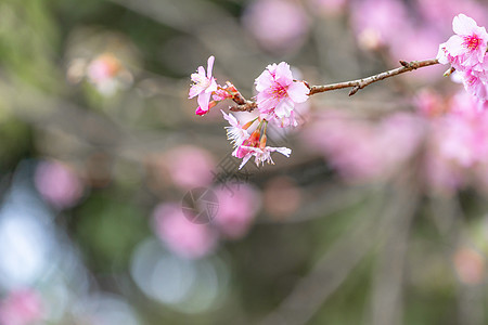 美丽的樱花萨库拉树 在春天在公园开花 复制空间 特写花园花瓣旅行植物旅游天空背景季节蓝色图片