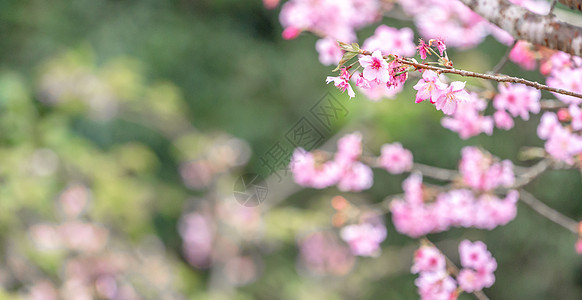 美丽的樱花萨库拉树 在春天在公园开花 复制空间 特写旅游植物背景旅行季节蓝色天空花瓣花园图片