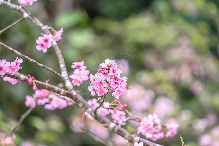 美丽的樱花萨库拉树 在春天在公园开花 复制空间 特写花园季节天空蓝色旅游植物背景旅行花瓣图片