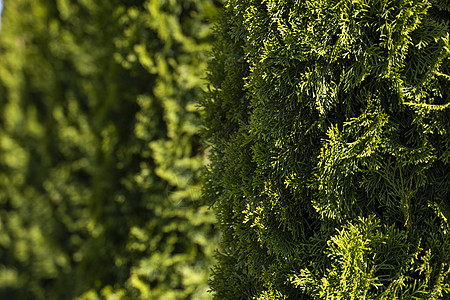 崖柏树的绿色对冲 金钟柏树的特写新鲜绿色树枝 常绿针叶推树 自然背景森林公园植物群灌木枝条衬套树篱胡同墙纸植物图片