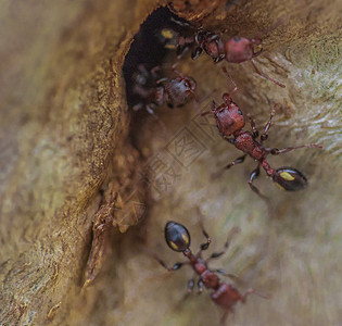 微小蚂蚁 用宏观透镜拍摄生活摄影微距宏观昆虫野生动物图片