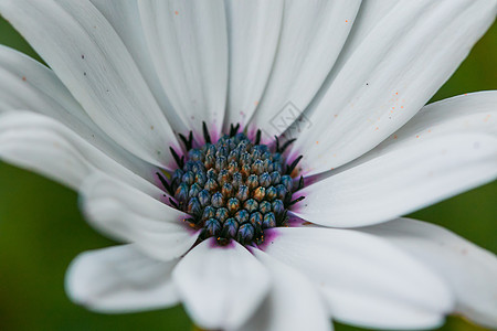 用宏观透镜拍摄的白花宏观蓝色植物摄影紫色友谊微距白色背景图片