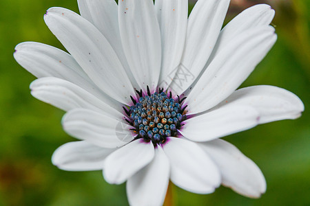 用宏观透镜拍摄的白花白色微距友谊紫色宏观植物摄影蓝色图片
