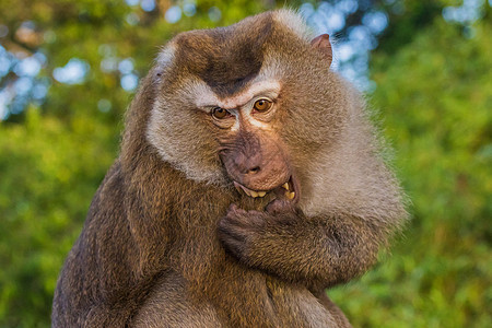 普吉 猴子山的魔猴动物男性哺乳动物灵长类野生动物绿色猕猴图片