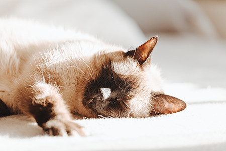 在明亮的白天睡在床上的 一只小猫爪子哺乳动物猫咪说谎头发睡眠耳朵毯子动物宠物图片