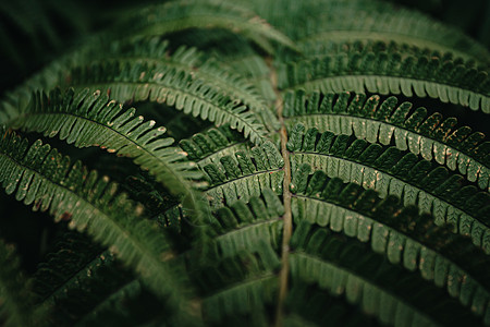 雨天时 有些小叶子的纹质非常贴近 在黑暗和绿色的音调上邀请函戏剧性雨林传单丛林折扣棕榈标签销售自然图片
