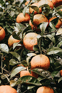 春春时在树上用一大堆橙子 长着丰富多彩的音调叶子自然晴天树林木头植物太阳花园种植园生长图片