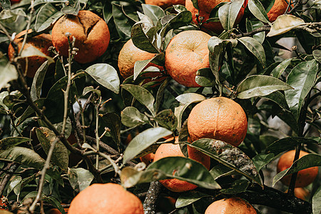 春春时在树上用一大堆橙子 长着丰富多彩的音调农场植物生产木头热带叶子晴天园丁农业果园图片