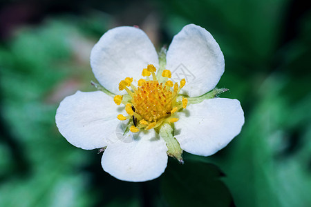 绿色密闭背景上的白草莓花朵 绿绿色的紧身衣植物荒野生长场地叶子花园植物学季节浆果农业图片