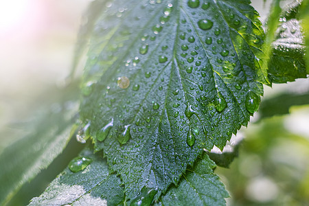 露露的草叶 紧闭着水滴植物草本植物绿色宏观反射草地环境叶子天气图片