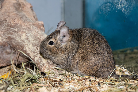 一只灰松鼠面罩坐紧了健康松鼠荒野眼睛动物老鼠哺乳动物棕色灰色白色图片