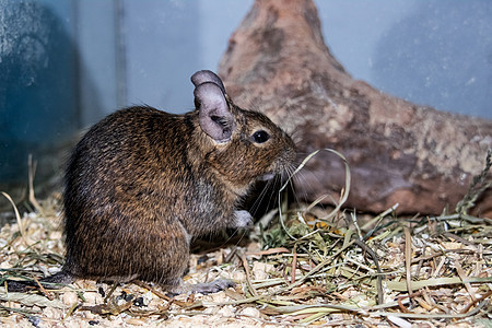 一只灰松鼠面罩坐紧了白色哺乳动物宠物动物棕色老鼠灰色松鼠健康荒野图片