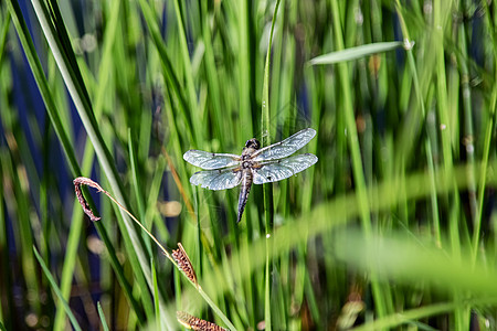 苍蝇坐落在青草的绿地上动物荒野野生动物树叶宏观翅膀身体动物群黑色绿色图片