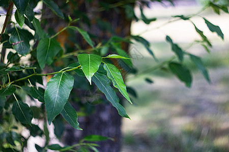 树枝上的绿叶子特写公园生活植物学生长绿色阳光季节森林植物生态图片