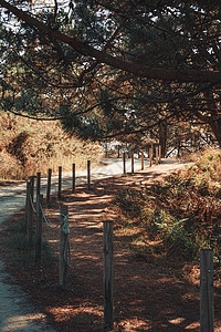 西班牙海岸附近多姿多彩的道路公园旅游土地石头植被小路荒野树木远足植物图片