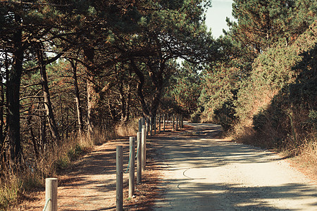 西班牙海岸的近岸道路石头风景荒野林地公园土地针叶橡木植被森林图片