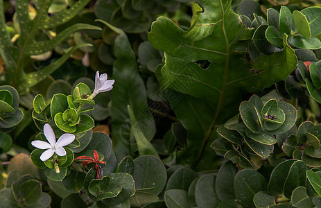 Carissa 大果 白花绿叶背景园艺生活花瓣植物植物学灌木花园叶子墙纸草本植物图片