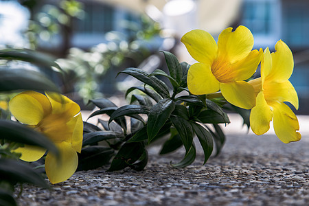 黄色金字塔花或位于花园院子的石地板上 背景模糊花束叶子情调植物学植物群异国花瓣泻药金喇叭热带图片