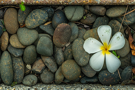 白梅花 在一块大块石头上作为背景卵石鸡蛋花美丽花朵白色环境岩石图片
