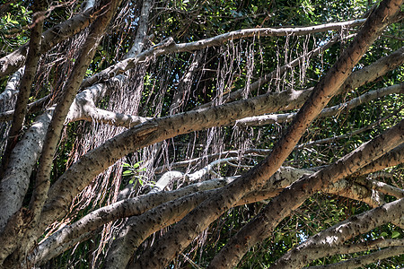 Banyan树在公园中长大和老种 当作可哭无花果 或ficus树植物森林花园环境异国植物群榕树情调叶子图片