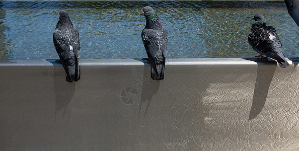 来自城市公园喷泉的 鸽子们饮用水生活鸽子飞行翅膀正方形营养荒野食物斗争街道图片