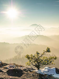 在岩石边缘的雪丛中 山地风景中的寒冷的薄雾清晨植物巨石日落盆景森林冒险旅行假期国家树木图片