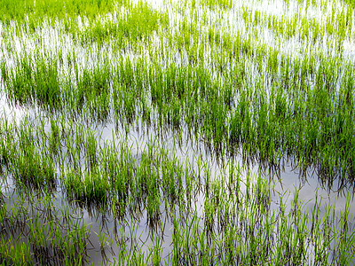 绿和新鲜稻田风景绿色农田植物食物生长收成粮食季节农业天空图片