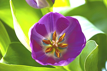 花园里美丽的紫色盛开的郁金香庆典橙子季节草地公园蓝色植物群花瓣植物叶子图片