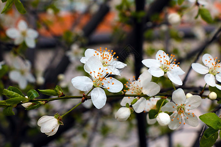 春天在花园里 苹果树的开花枝季节绿色白色水果植物阳光粉色叶子花瓣图片