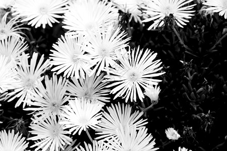 太阳下的白花 水晶的白色鲜花条纹菊花荒野干旱情调栖息地橙子叶子野花结晶体背景图片
