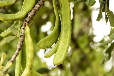 吊挂在西拉托尼亚硅树上的绿卡罗布果刺槐荒野水果花园巧克力植被树叶食物面包热带图片