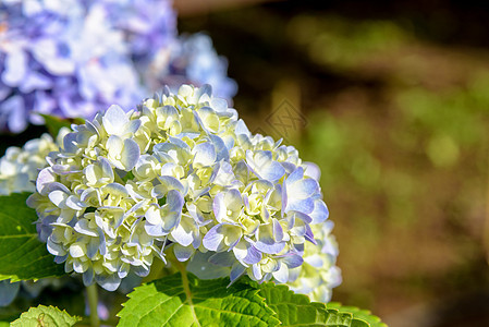 Hydranda 大型植物花朵大叶灌木花园蓝色墙纸花瓣绣球花花束紫丁香生长图片