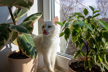 一只成年白猫坐在花盆中间舔脸 在阳光明媚的一天 猫放在窗户上图片