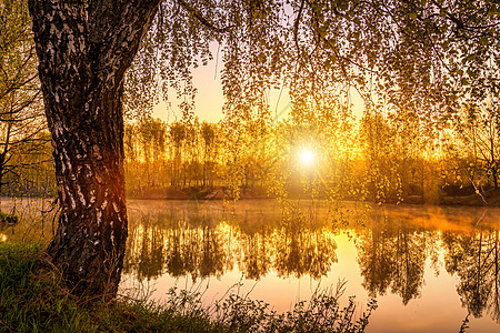 太阳升起在一个池塘上 树枝沿着岸边生长 夏天天空在水中反射风景桦木日落阴霾树林树干薄雾叶子镜子阳光图片