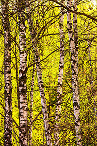 伯奇树枝覆盖着年轻明亮的叶子 在春天被太阳照亮白桦林阳光成长阳光照射风景树林树叶桦木第一叶背景图片