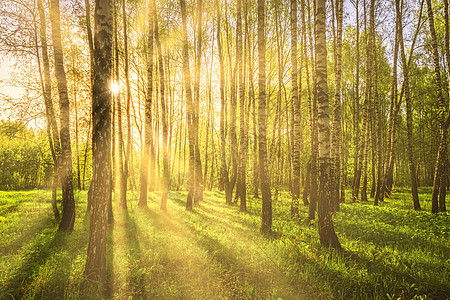 日落或日出时 太阳射线穿透树丛 在树林里刺穿了树枝光束第一叶叶子风景太阳光嫩叶阳光生长生活春林背景图片